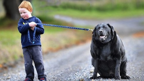What to Consider When Caring for an Overweight Dog 3