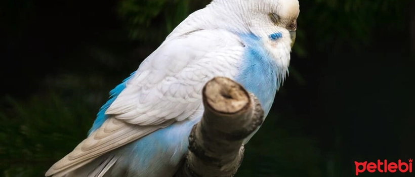 Why Do Budgies Fluff Up Their Feathers and Sleep?