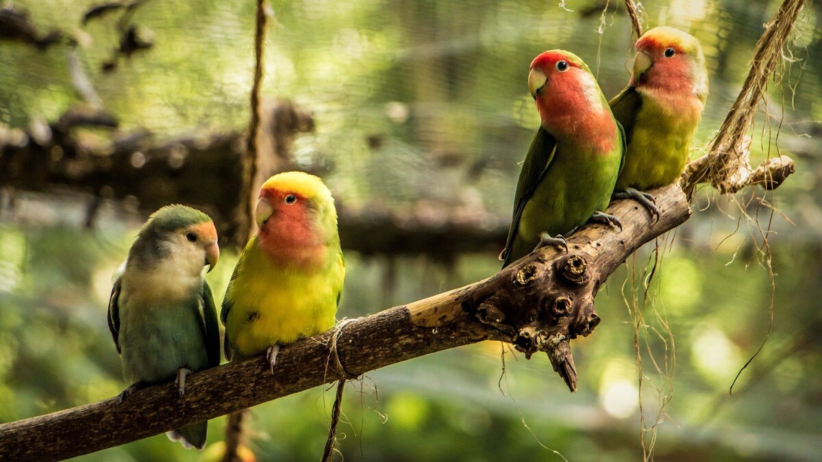 Four birds perched together on a tree branch