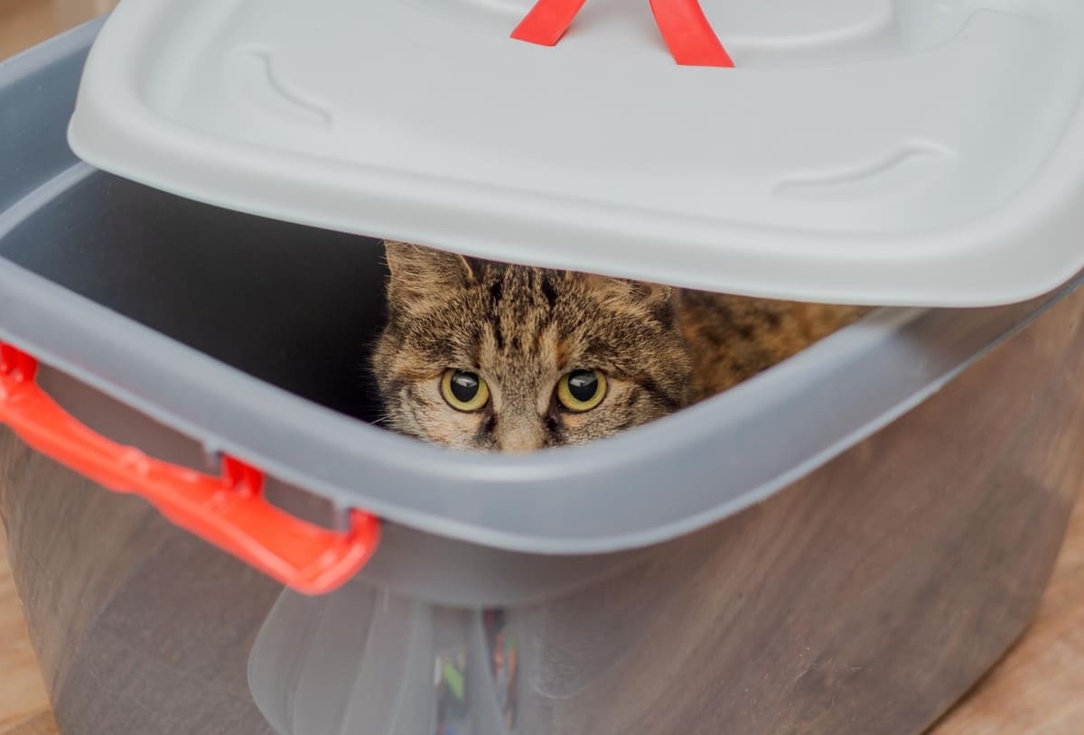 Tabby cat in a food storage container