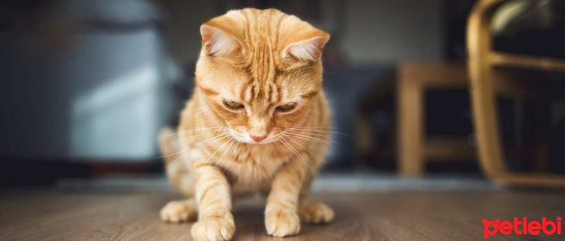 Is Playing with Lasers Harmful for Cats?