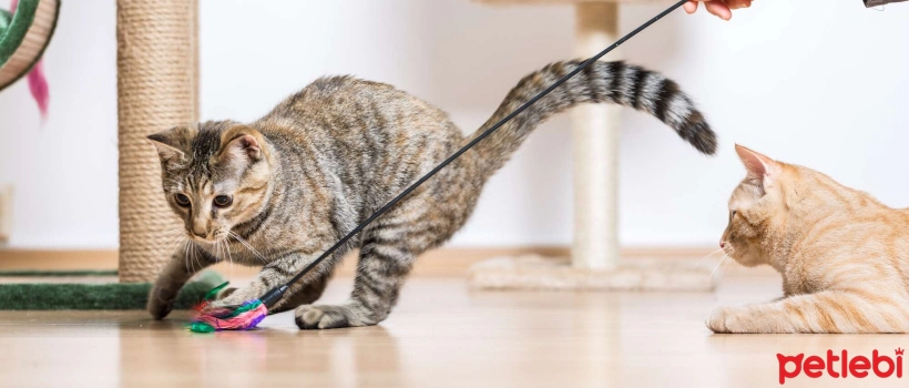 Methods of Exercising Cats Through Play