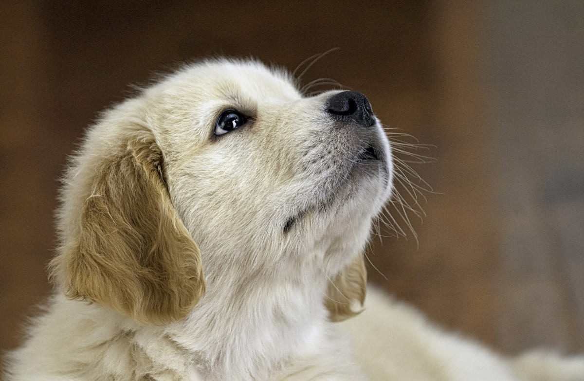 A puppy looking upwards
