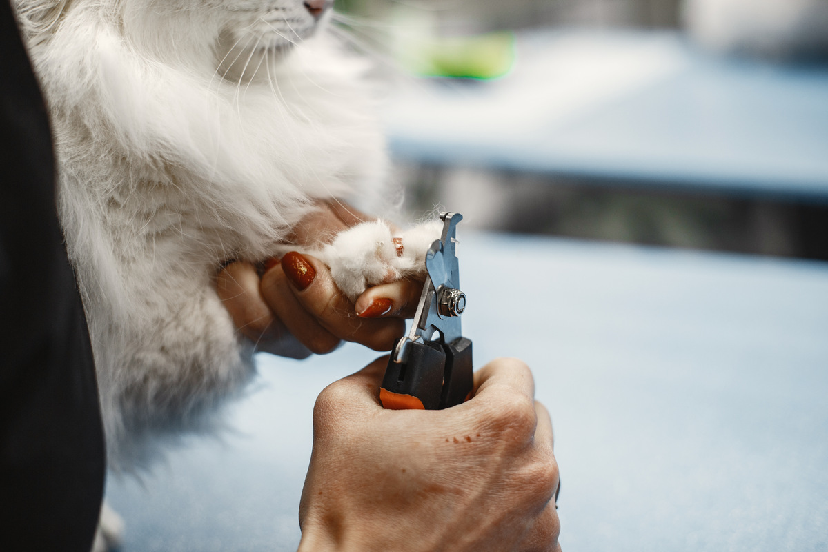 A white-furred cat whose nails are being trimmed with special cat nail clippers