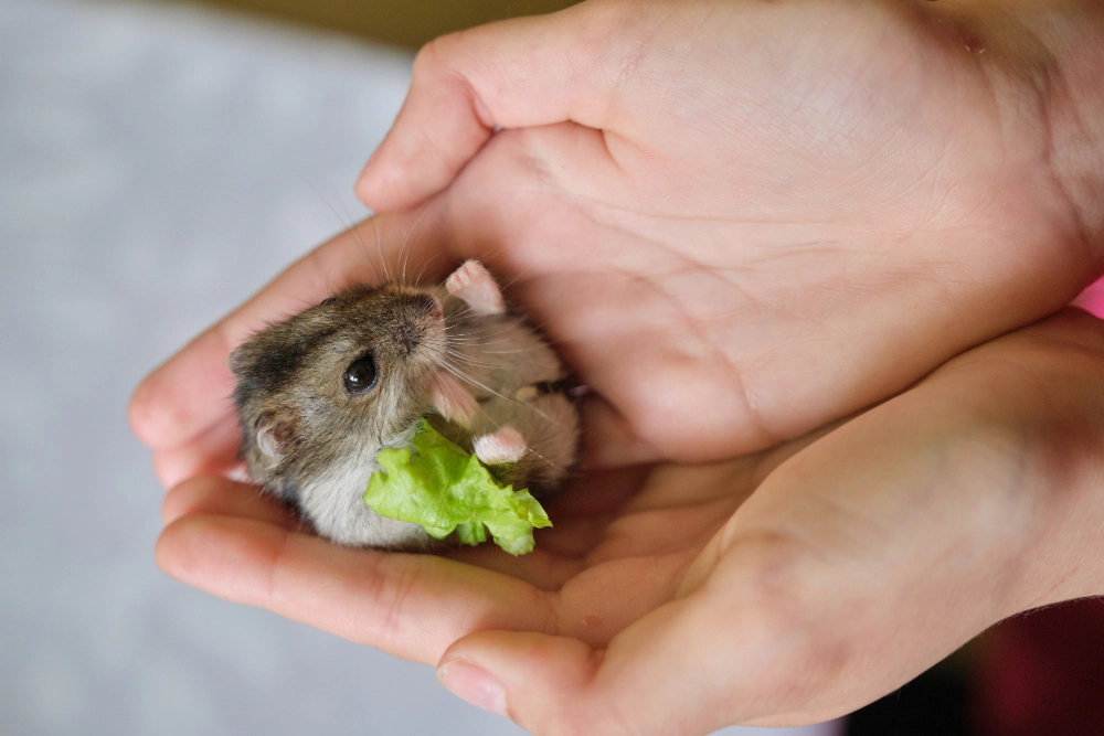 Hamster perched in the palm of a hand