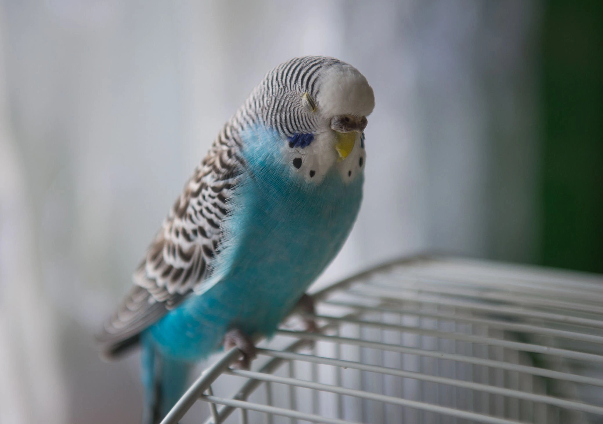 Budgie in its cage