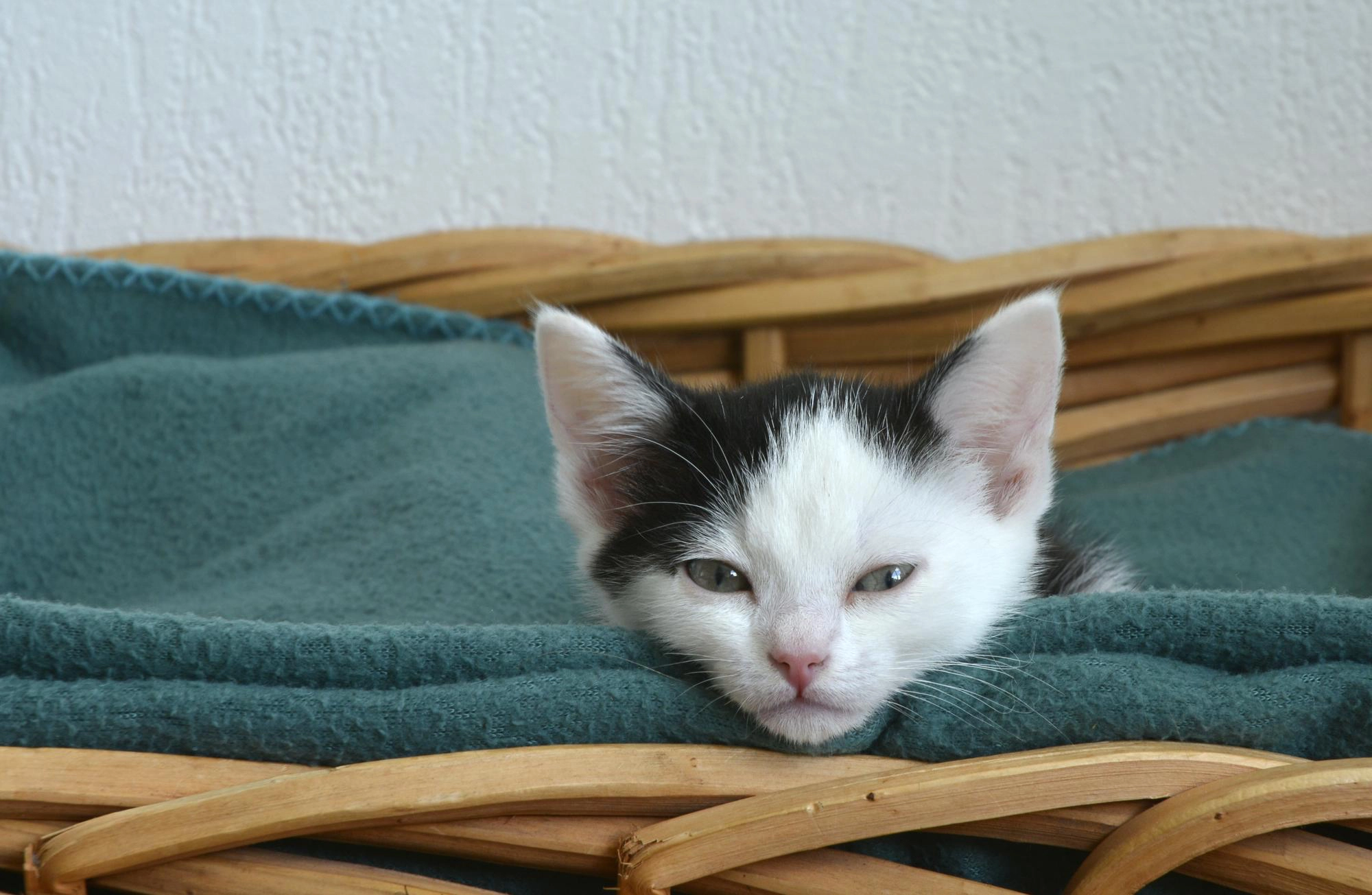 Kitten under a blanket