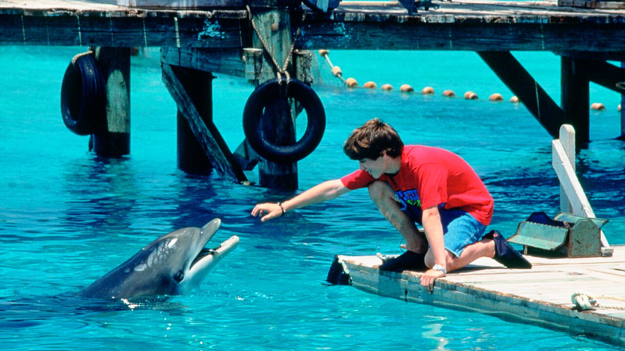 A boy reaching out his hand to a dolphin