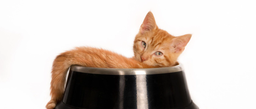What Should Your Cat's Food Bowl Be Like? What Should Be Considered When Choosing It?
