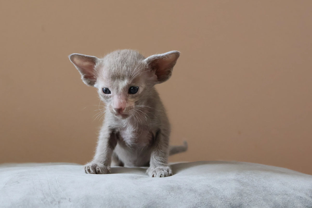 A gray kitten with large ears cat