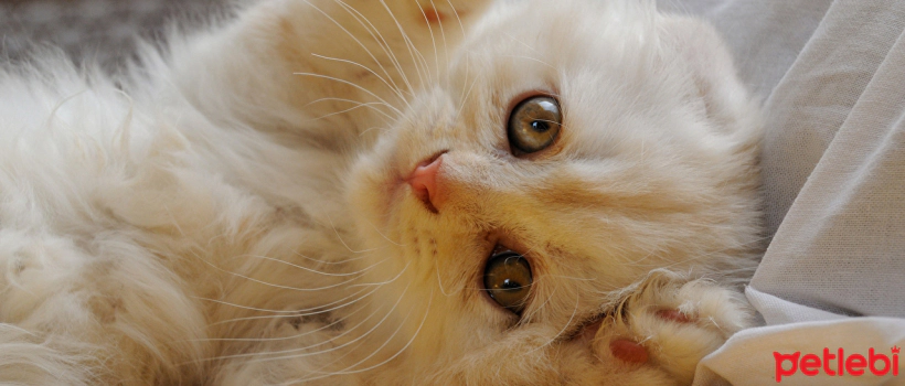 Things to Pamper Your Cat