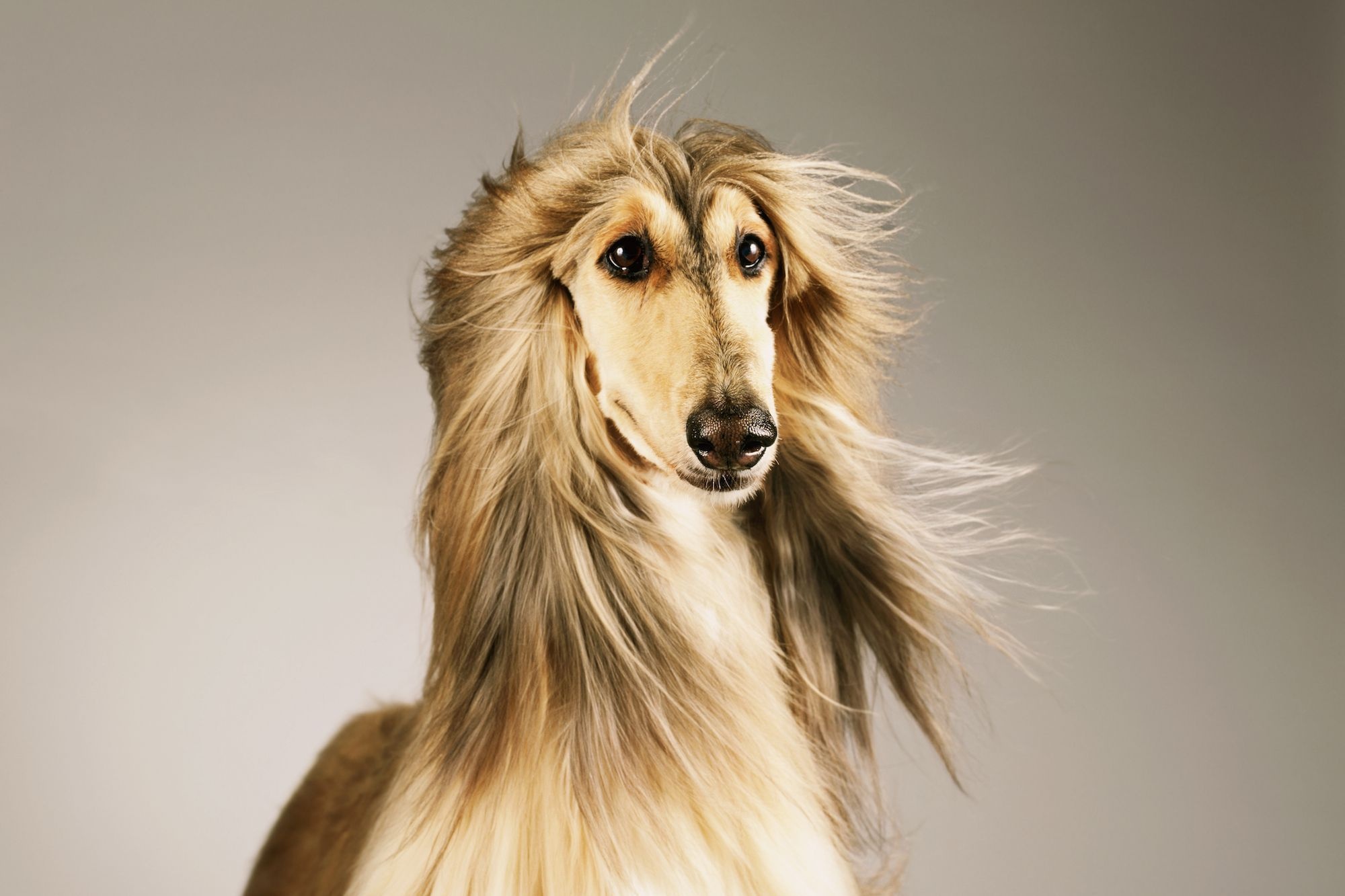 A dog with long and shiny fur