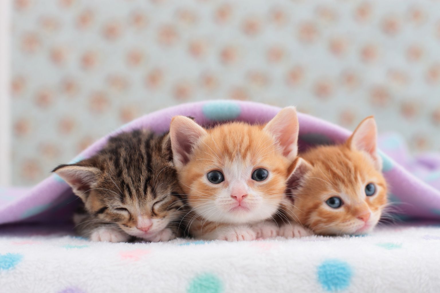 Three kittens lying side by side