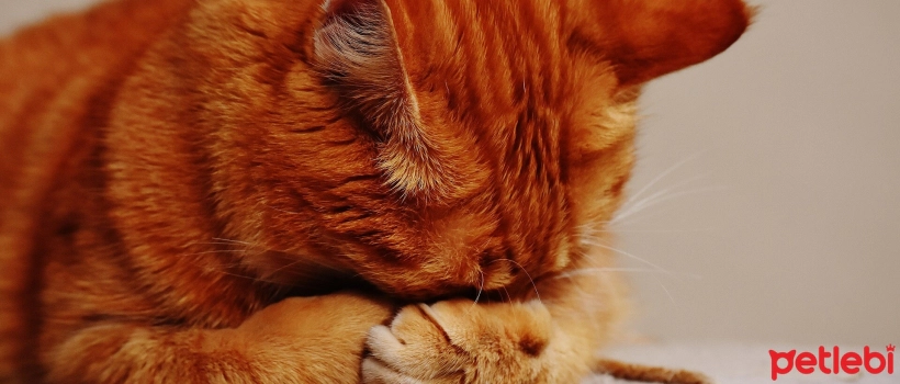 Behavioral Changes in Cats That Should Not Be Ignored