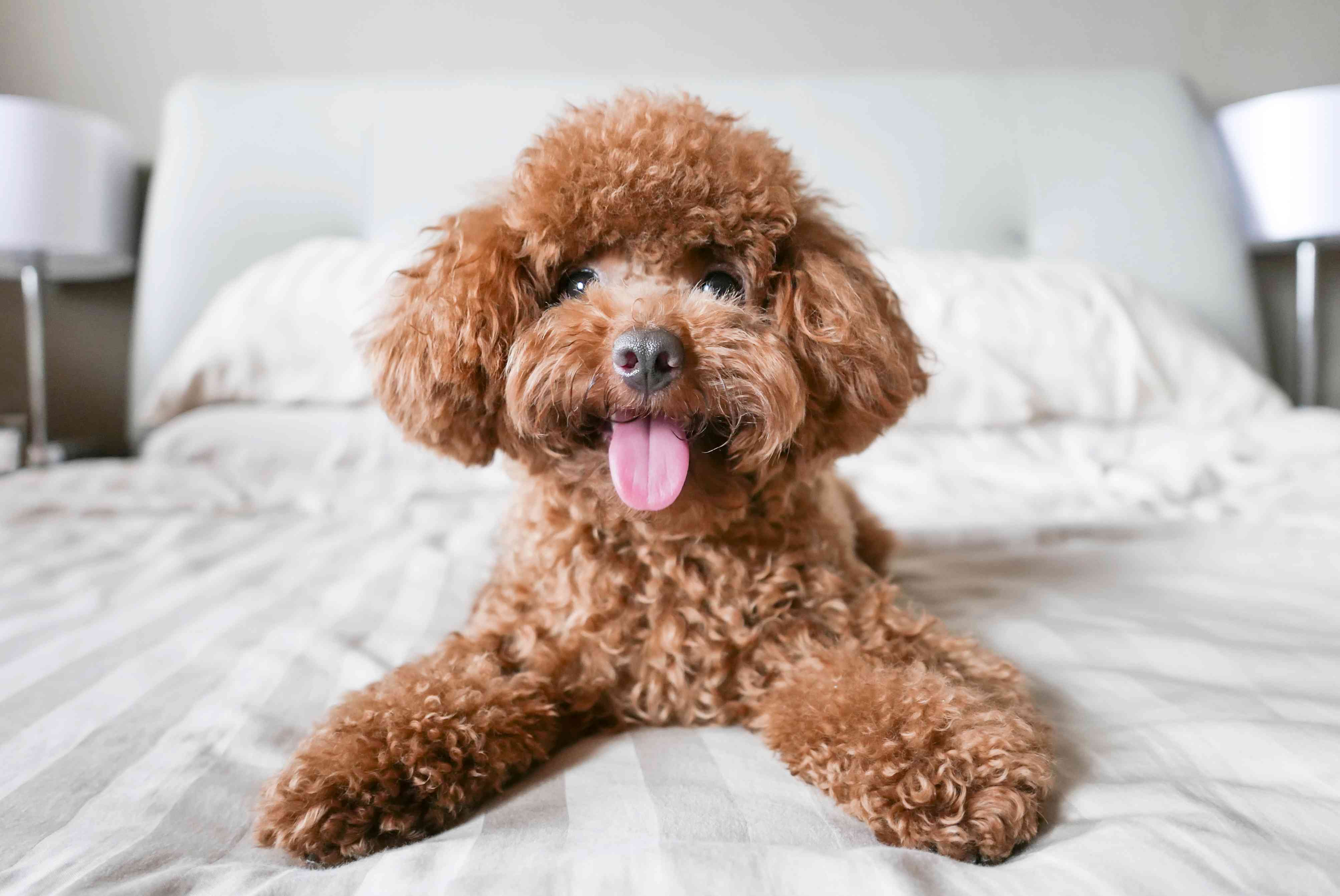 Poodle dog
