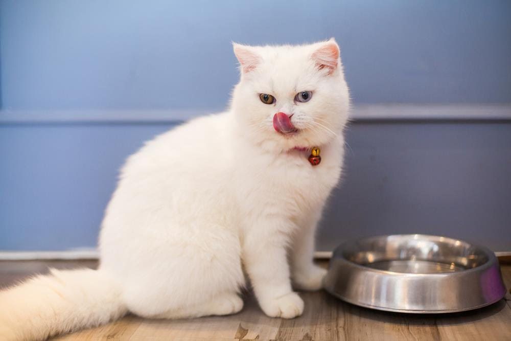 mama yedikten sonra yalanan kedi