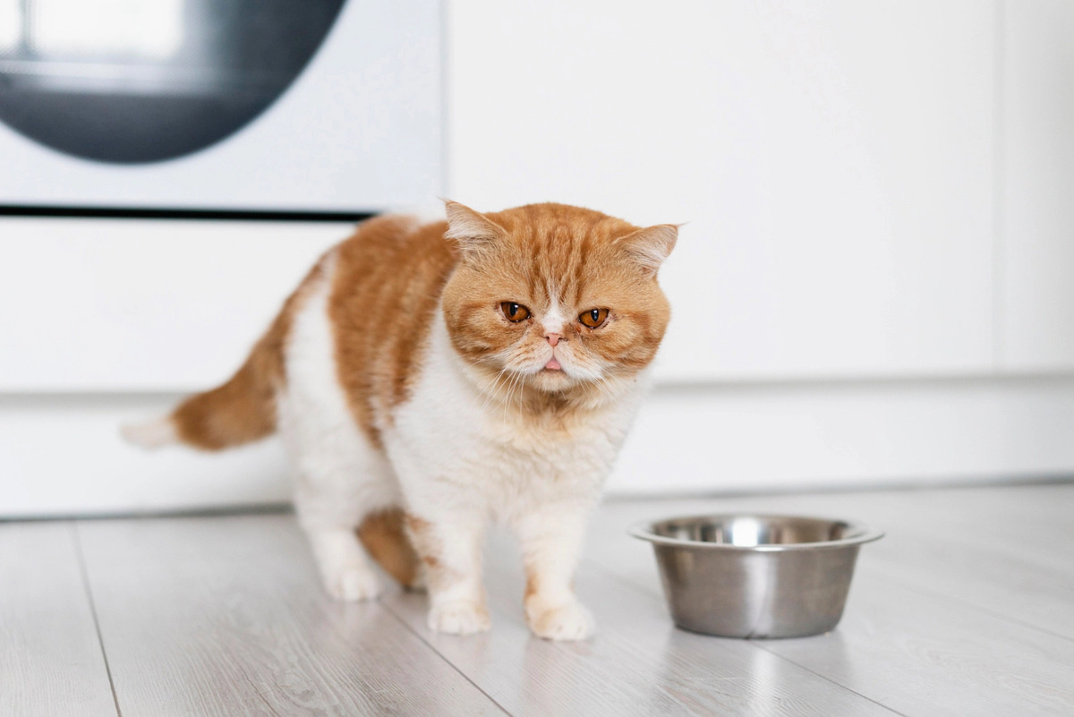 Old cat standing next to food bowl