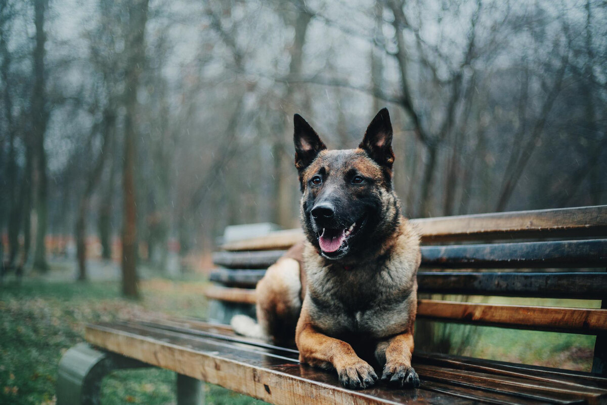 A Belgian Shepherd sitting on a bench in rainy weather Belgian Shepherd
