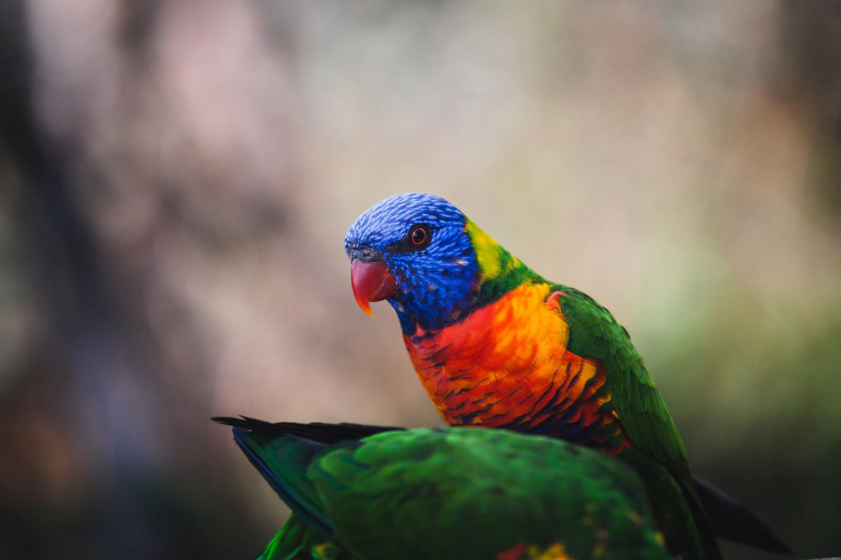 Adult parrot with vibrant colored feathers