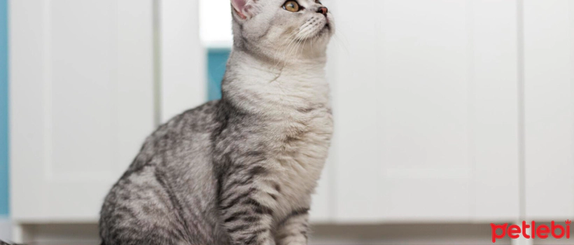 What is Spirulina? A Beneficial, Natural Superfood for Cats
