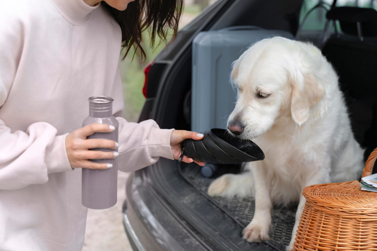Dog sitting in the trunk of a car and looking at its water bowl