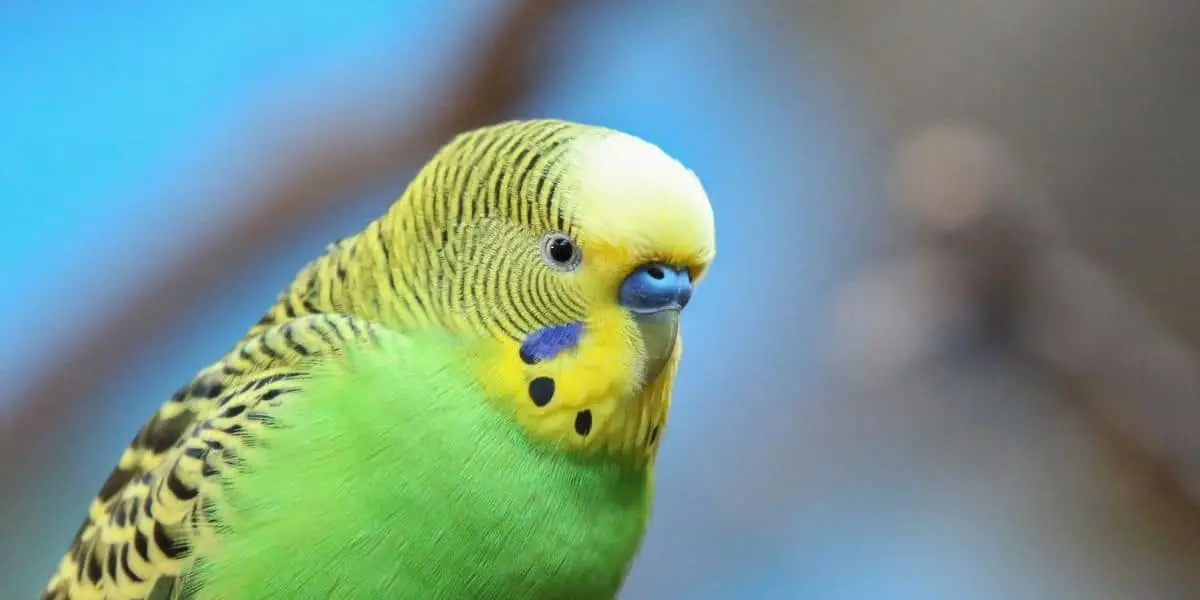 A yellow-green-feathered budgie