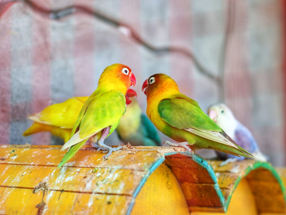 Love parrots spending time together
