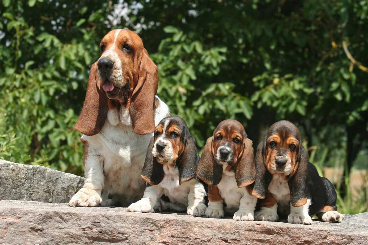 Long-eared dog and puppies sitting on the ground