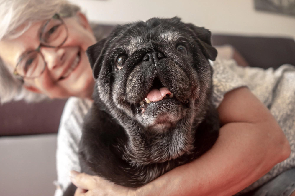 Elderly black pug and woman hugging it