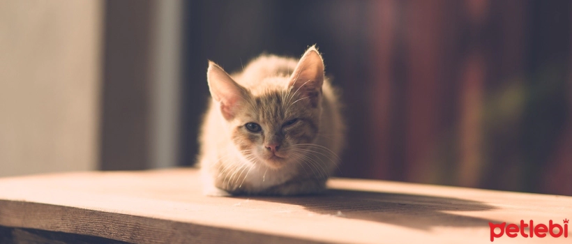 Do Cats Miss Their Owners? Signs That Your Cat Misses You