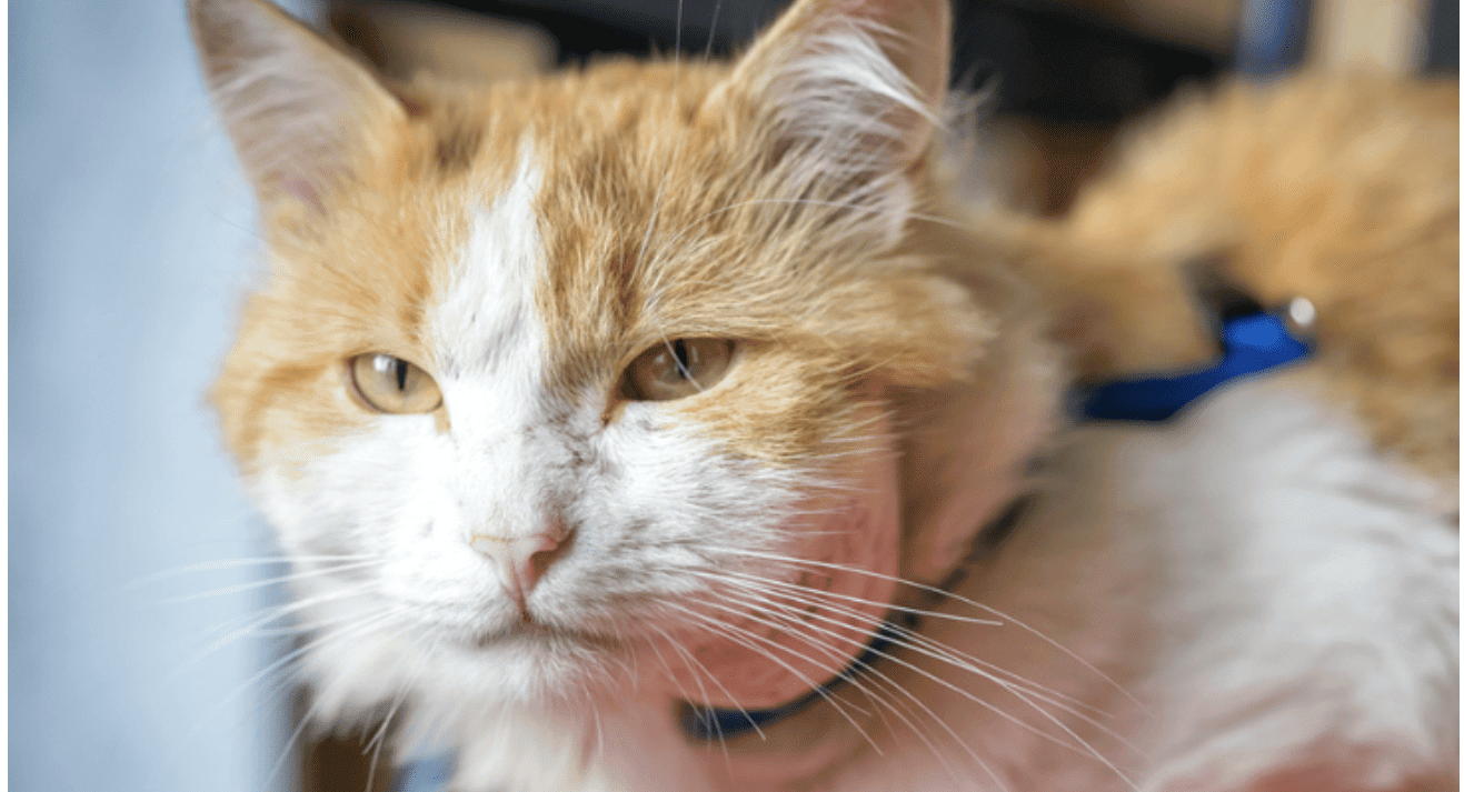Dental Abscesses in Cats