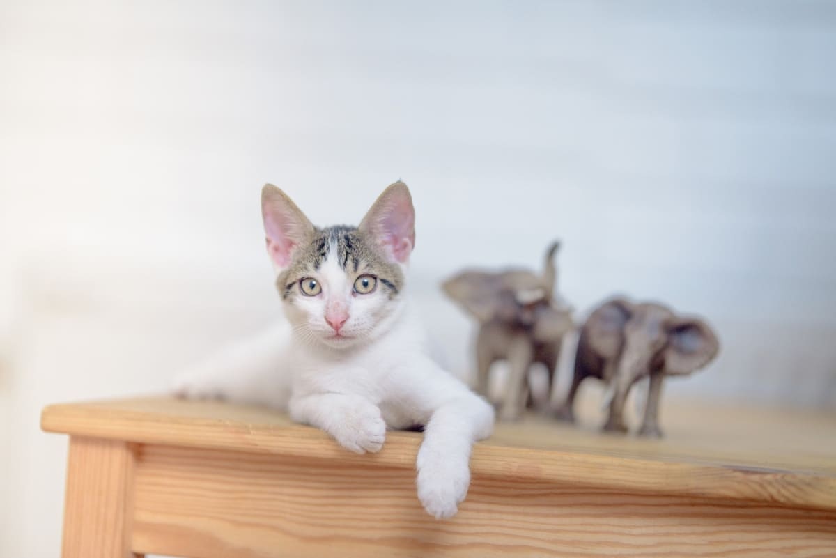 Cat sitting on furniture with paws dangling