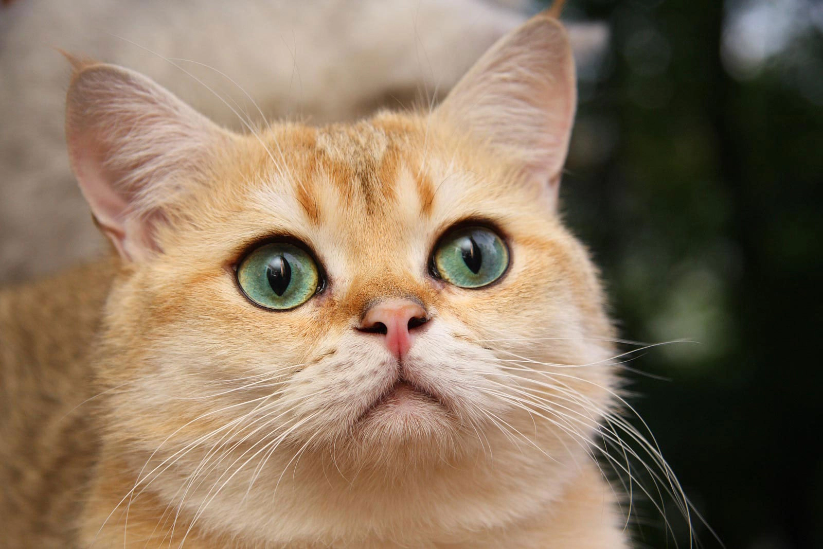 Yellow cat sitting