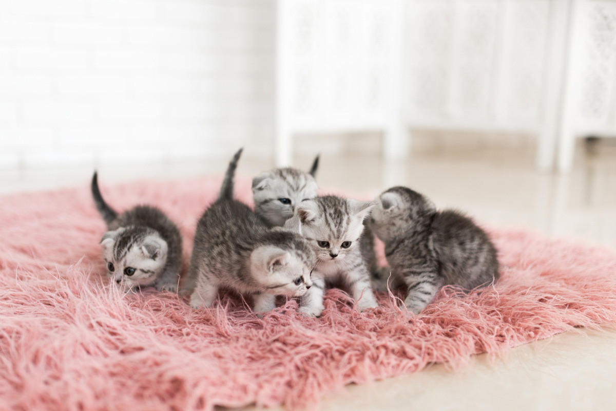 Five kittens, gray and white