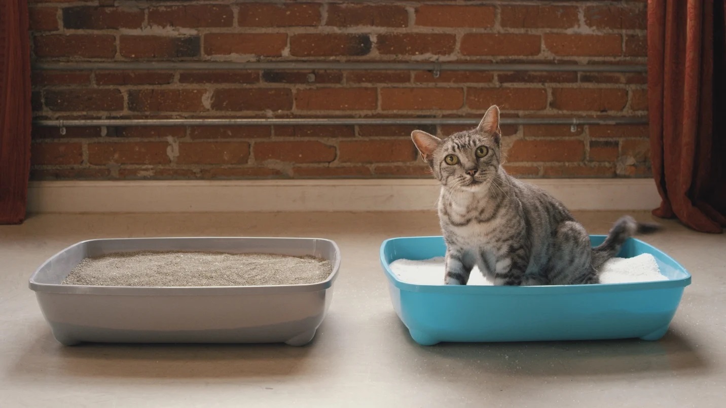 kumuna tuvaletini yapan kedi