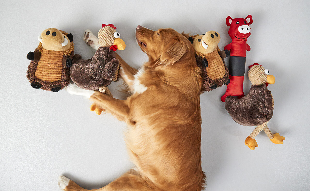 dog sleeping cuddled with a toy