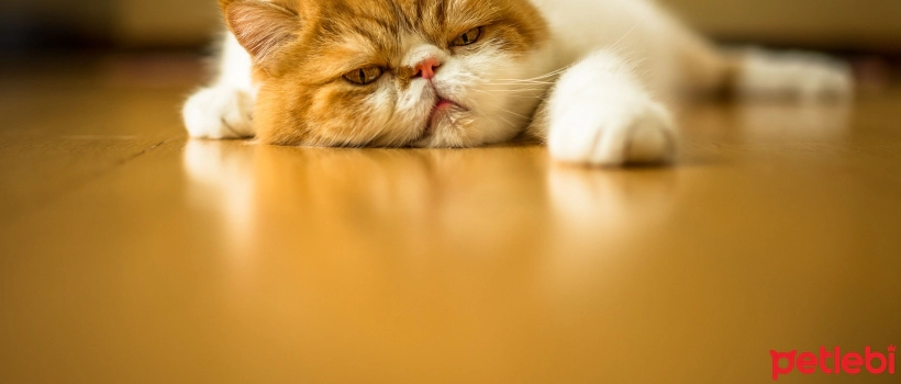 What Should You Do If Your Cat Is Vomiting Blood?