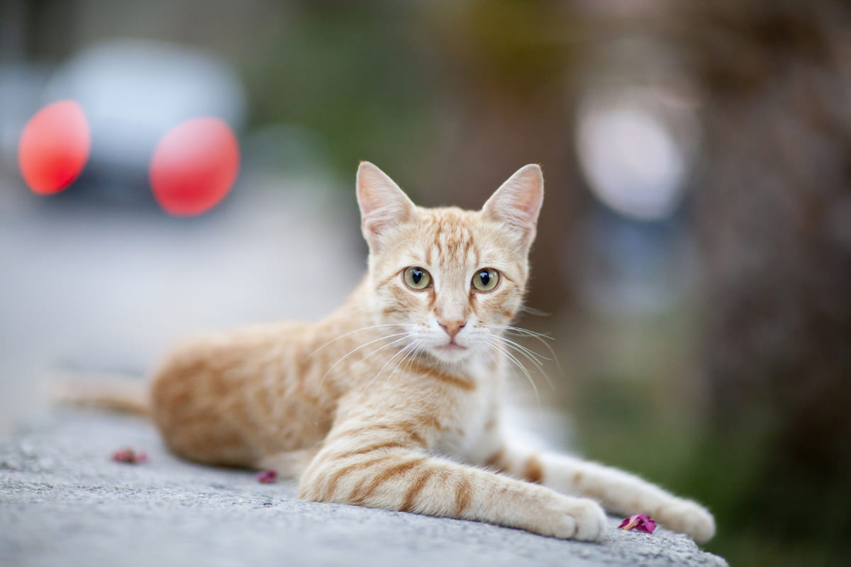 Young adult tabby sitting on the floor