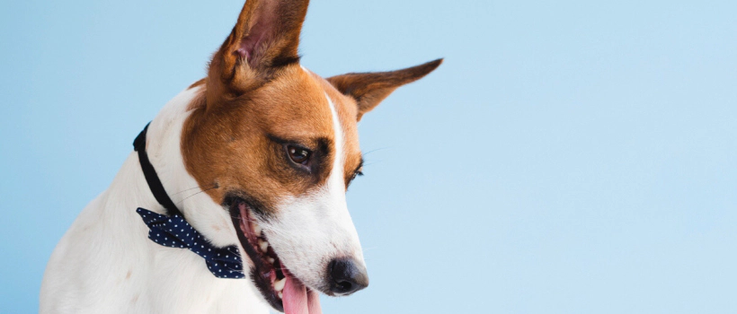 Least Maintenance Dog Breeds