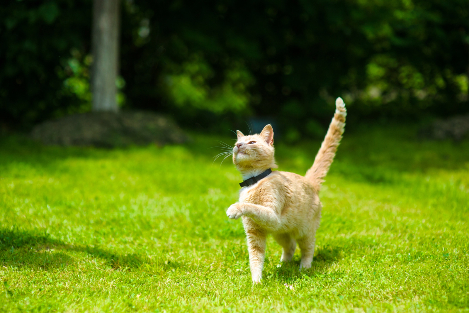 Cat limping on the grass