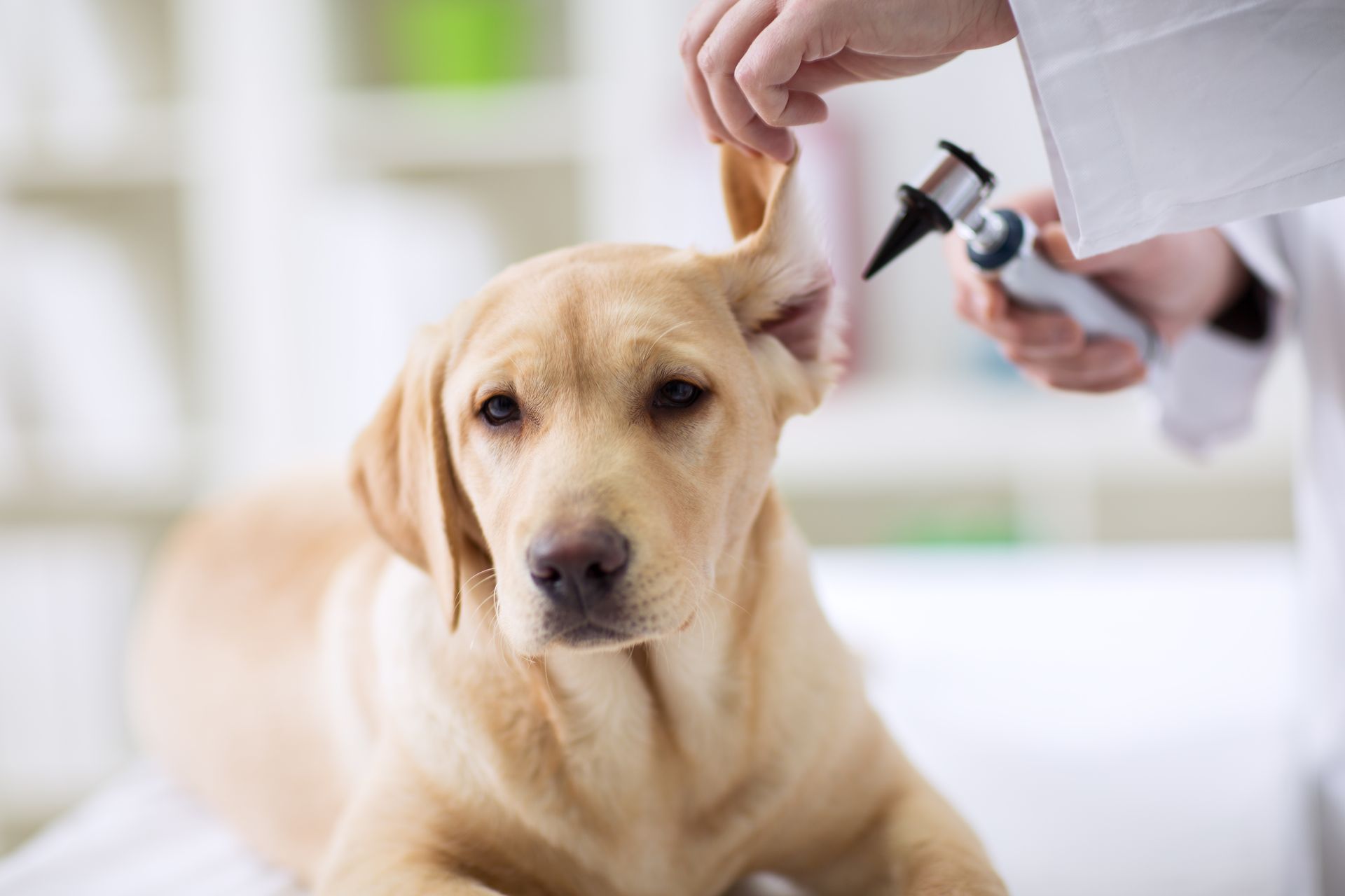 Dog during ear examination at the veterinarian