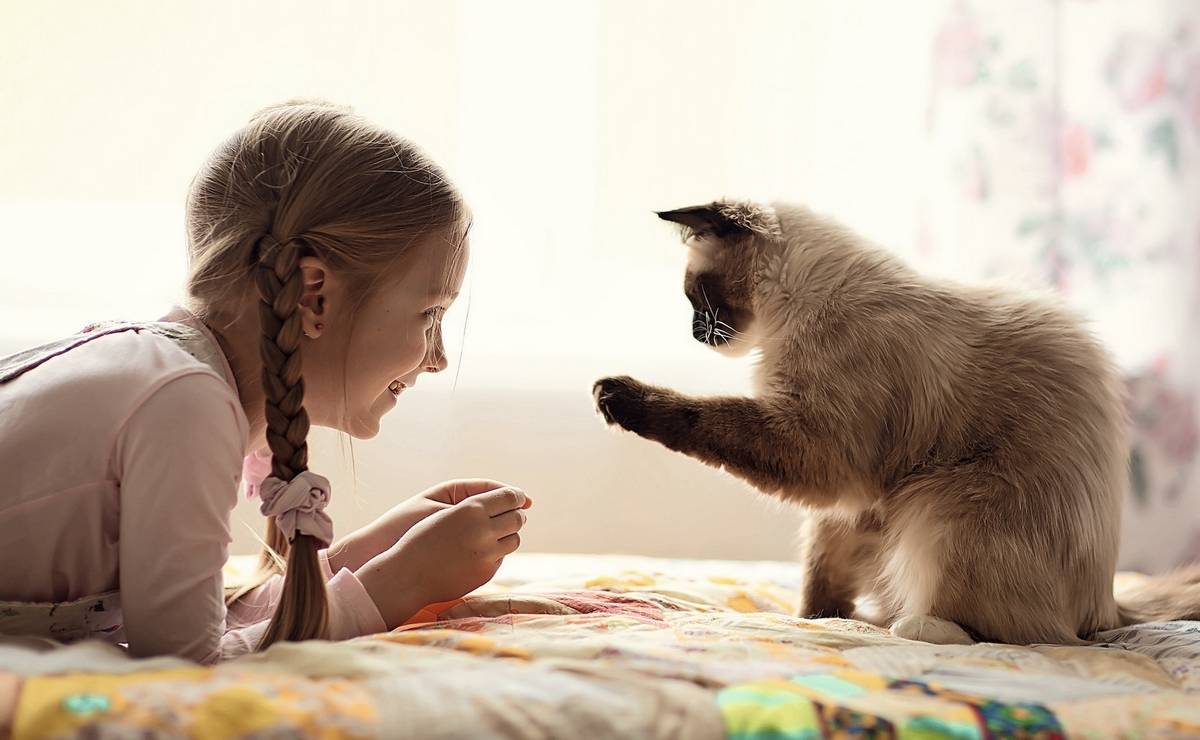 Little girl and cat in front of the window