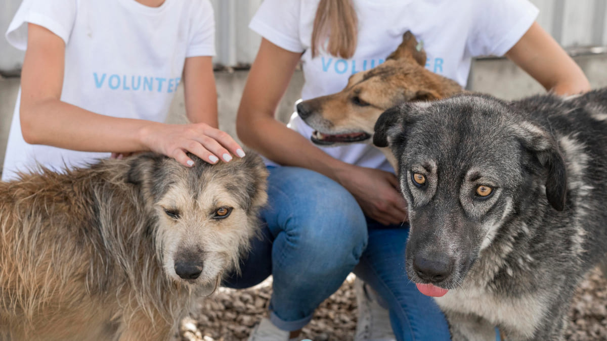 Dogs loved by volunteers at the shelter