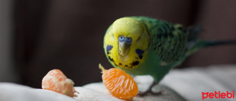 Do Budgies Eat Mandarins?