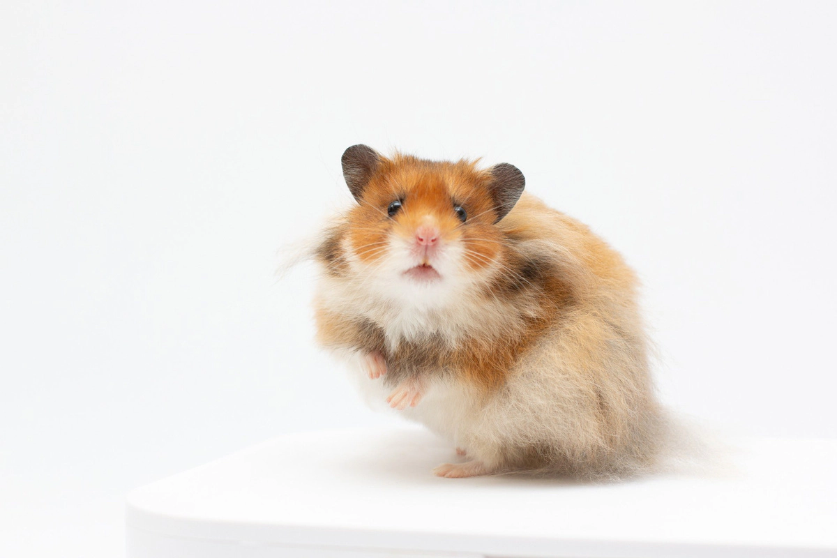 Hamster with reddish-brown fur
