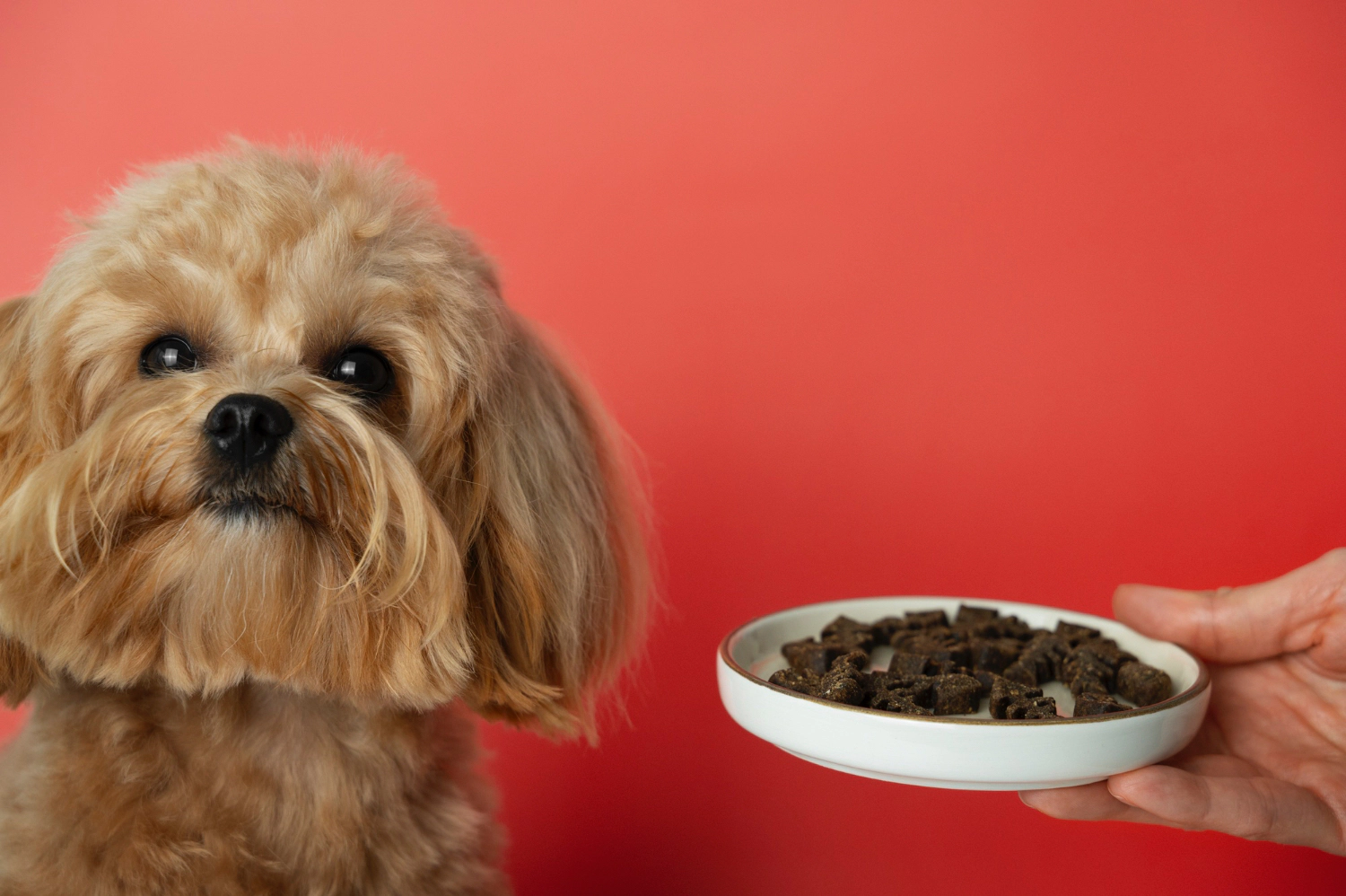 Toy Poodle dog being offered food in a bowl