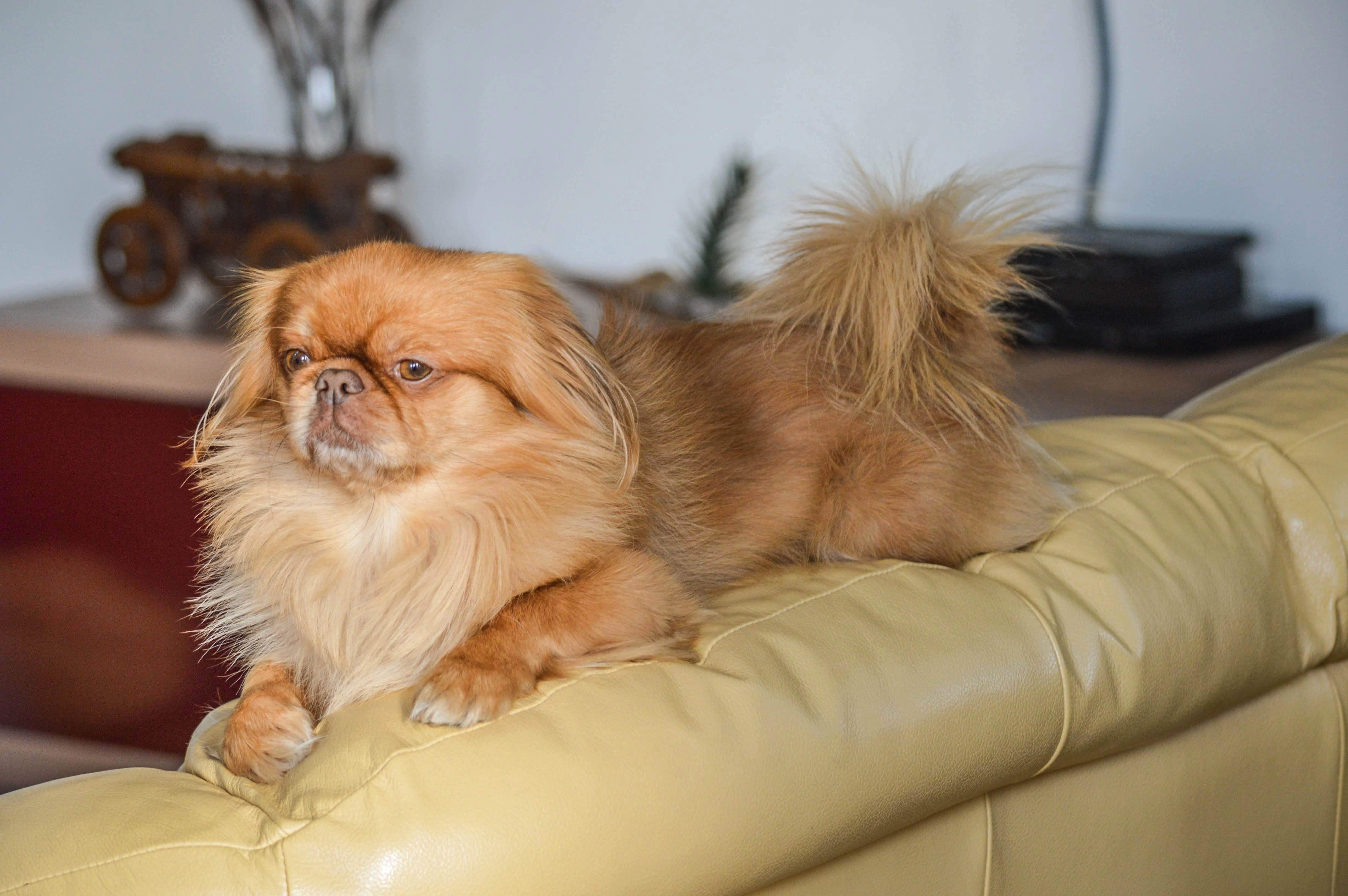 Shih Tzu