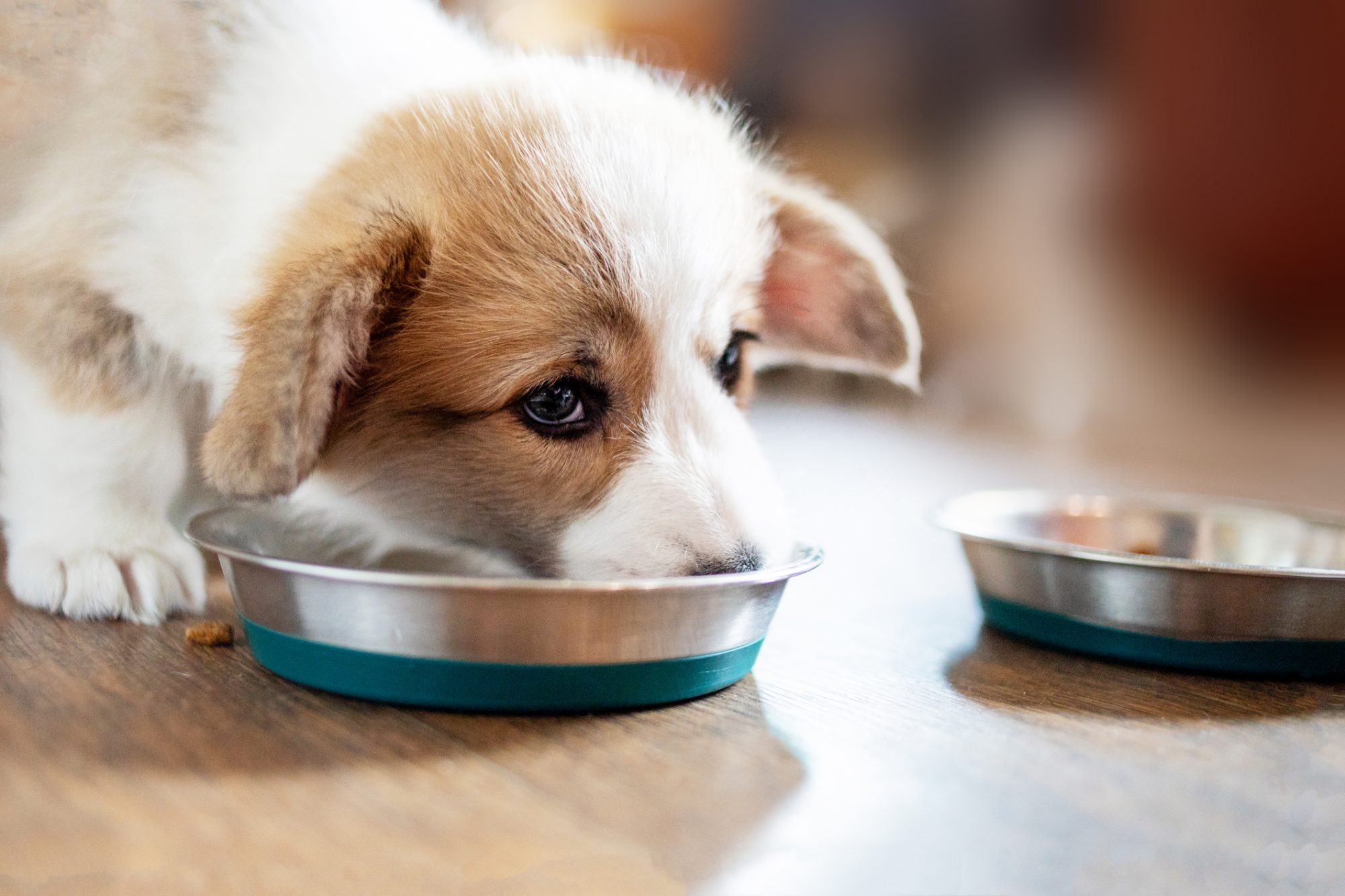 Dog leaning over its food bowl