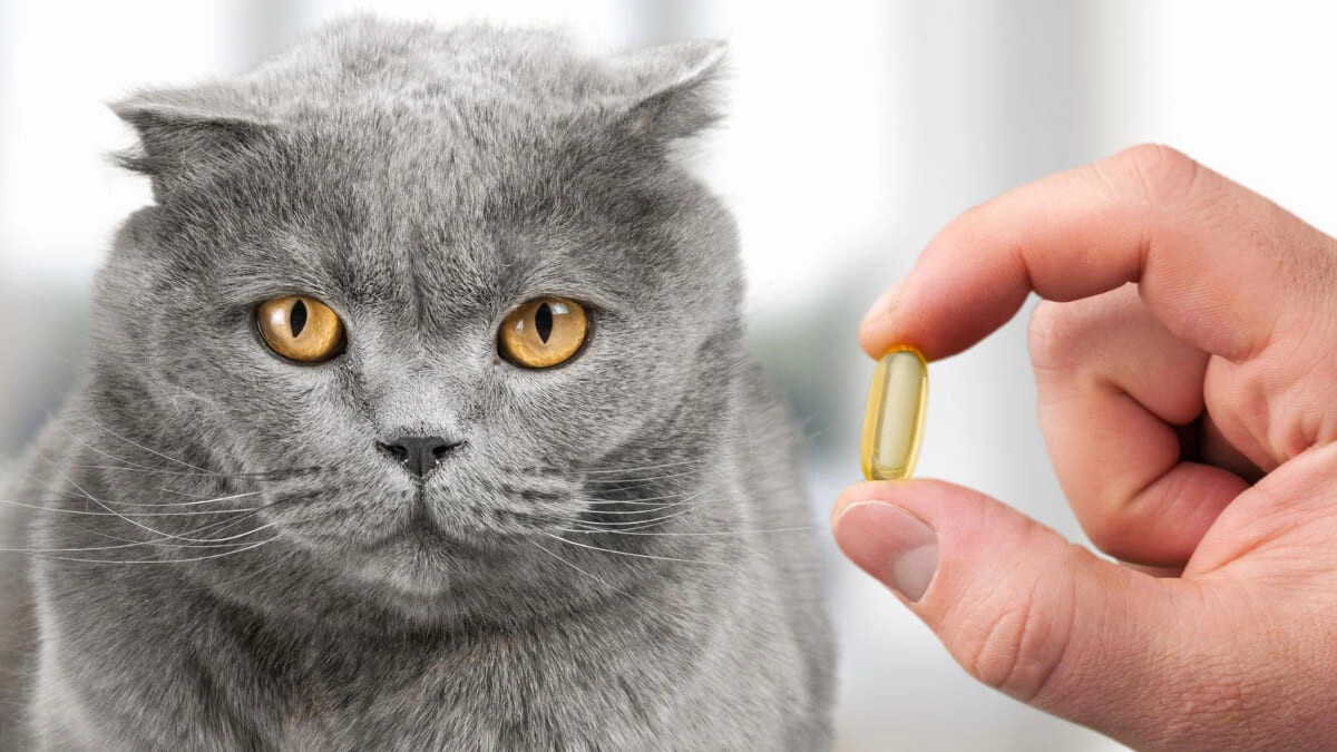 Benefits of Fish Oil for Cats