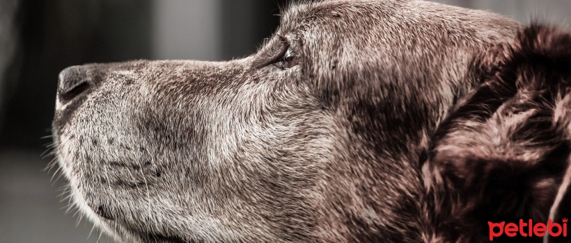 Things to Know About Dementia in Dogs